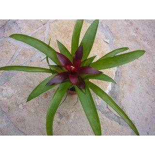 Guzmania lila