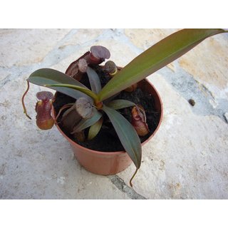 Nepenthes sanguinea red