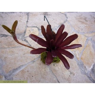 Neoregelia schultesiana purple red