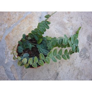 Marcgravia umbellata