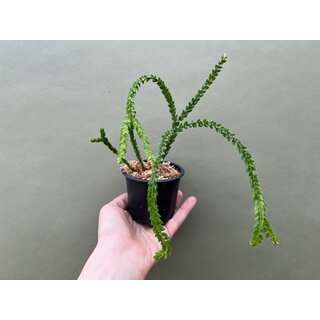 Lycopodium hamiltonii