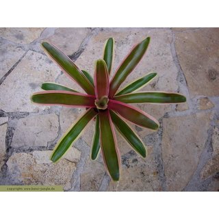 Neoregelia fireball rose klein