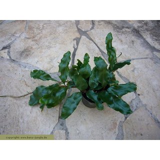 Microgramma nitida