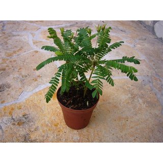 Biophytum sensitivum