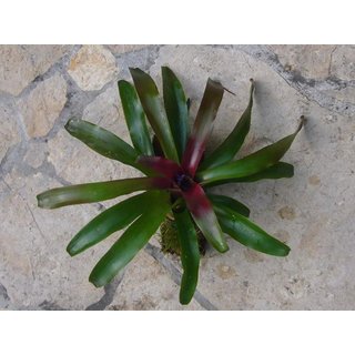 Neoregelia fireball aufgebunden