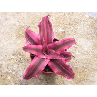 Cryptanthus bivittatus