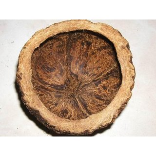 2x Paranusschalen aus Brasilien