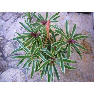 Neoregelia fireball gestreift Ampel