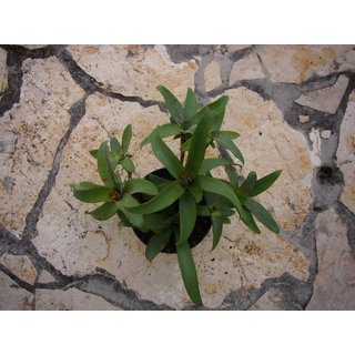 Neoregelia lilliputiana Ableger