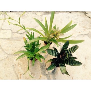 Angebot 3 Bromelien