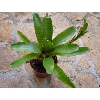 Neoregelia ampullacea green (bromelie)