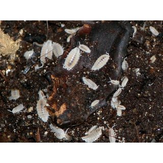 Tropische weiße Asseln