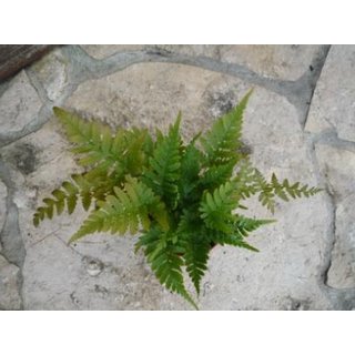 Dryopteris erytrosoria