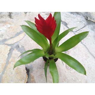 Guzmania Rotes Schwert (bromelie)