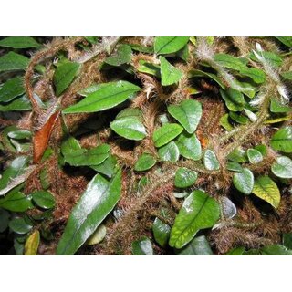 Microgramma vaccinifolium