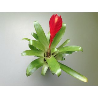 Guzmania rotes Schwert