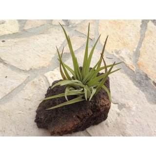 Tillandsia kolbii