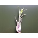 Tillandsia caput-medusae