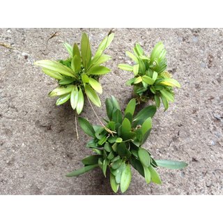 ANGEBOT Mini Orchideen Pleurotahlis Mix (3Stück)