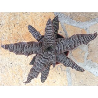 Cryptanthus spec. Brasilien