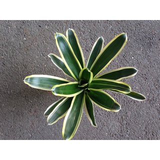 Neoregelia white stripes