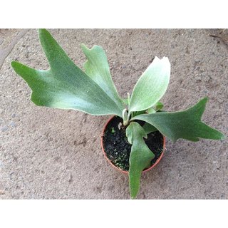 Platycerium alcicorne