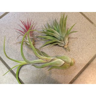 Tillandsia Sortiment 3 Stück