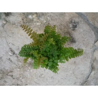 Adiantum pubescens Bodenfarn