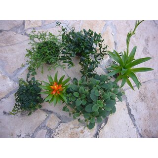 Pflanzenset für Dendrobaten - Terrarium ( klein )