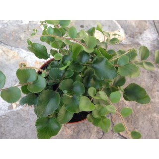 Didymonchlaena spec.