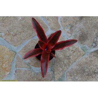 Neoregelia rot spec. Brasilien