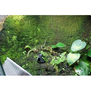 3 Liter Rainforest Background Modellier Torf ( RFB )