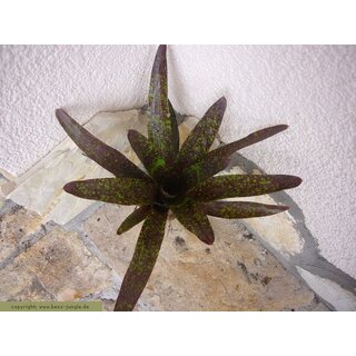 Neoregelia green pointet