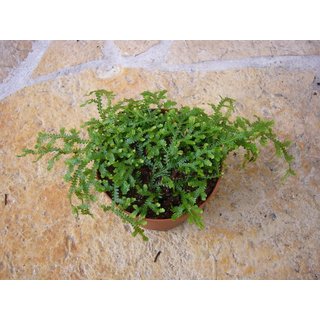Selaginella serpens