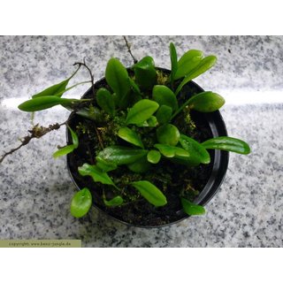 Pyrrosis serpens
