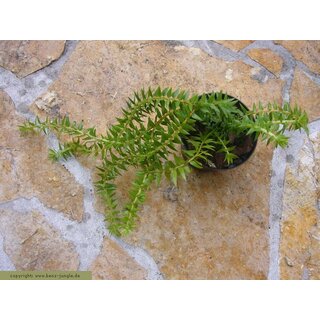 Huperzia phlegmarioides