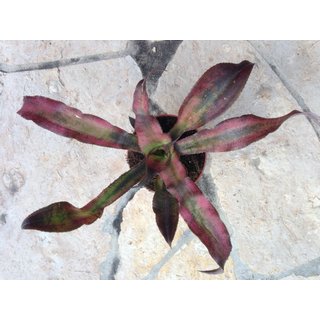 Cryptanthus spec. purple