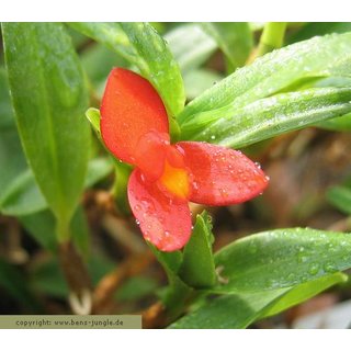 Maxillaria sophronitis