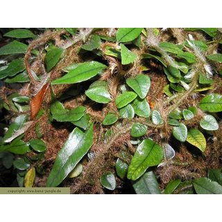 Microgramma vaccinifolium