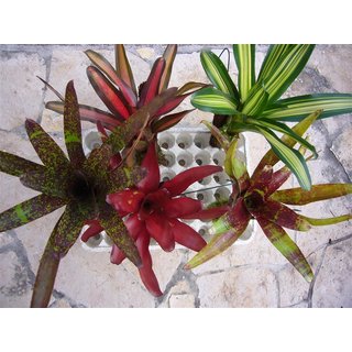 5 Bromelien aus Südamerika