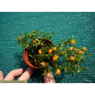 Mediocalcar decoratum