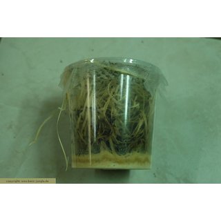 Drosophila groß ( Flugunfähig ) 500ml Dose