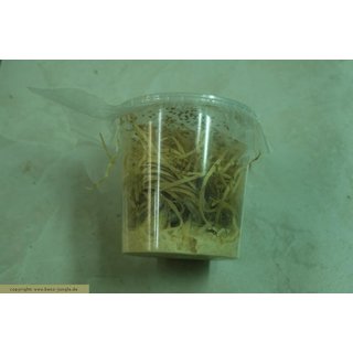 Drosophila klein ( Flugunfähig ) 500ml Dose