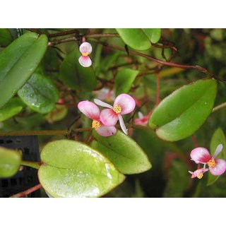 Begonia schulzei
