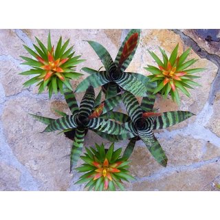 Bromeliensortiment Theresa/Splendens (6 Bromelien)
