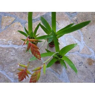 3 Tillandsia dyeriana aus Ecuador
