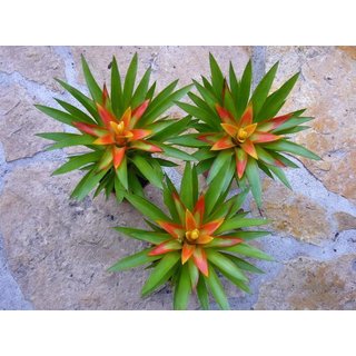 3 Guzmania theresa