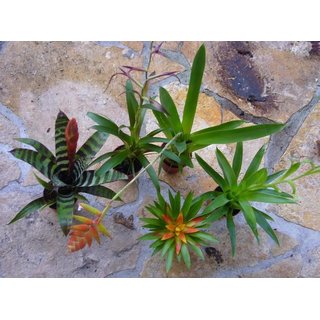 Bromelien Sortiment groß (5 Bromelien)