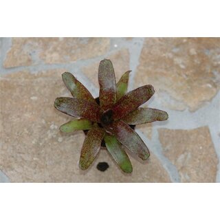 Neoregelia rot gefleckt spec. Brasilien