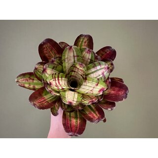 Neoregelia white stripes